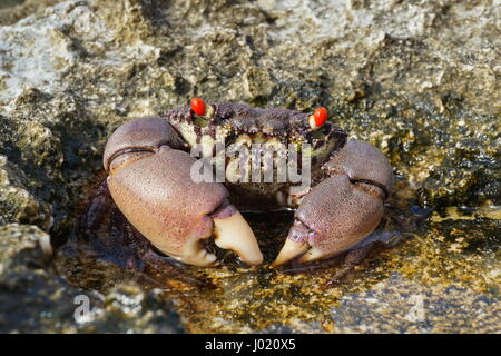 Un rock aux yeux rouges, crabe Eriphia sebana dans une petite flaque sur le bord de la mer, l'île de Huahine, Pacifique, Polynésie Française Banque D'Images