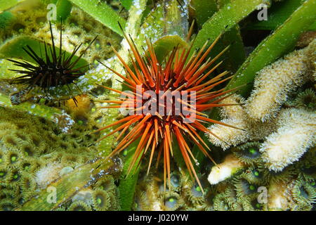 Les oursins Echinometra viridis sous l'eau peu profonde sur un fond marin, communément appelé reef urchin, mer des Caraïbes Banque D'Images