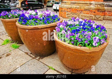 Viola tricolor fleurs dans les parterres dans la rue de Wroclaw, Pologne Banque D'Images