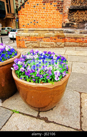 Viola tricolor fleurs dans les parterres à la rue à Wroclaw, Pologne Banque D'Images