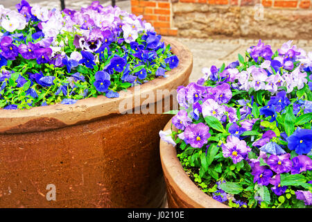 Viola tricolor fleurs dans les parterres à la rue de Wroclaw, Pologne Banque D'Images