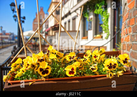 Fleur sauvage à la digue à Gdansk, Pologne Banque D'Images