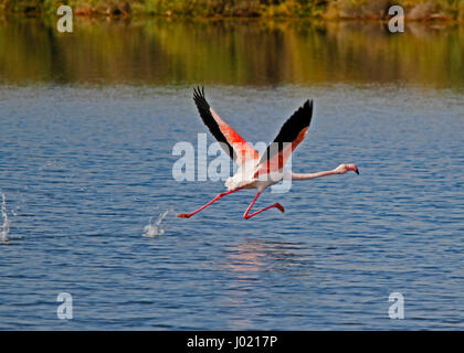 Flamingo taking off Banque D'Images