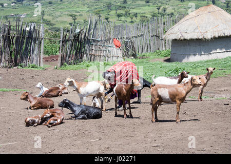 Zone de conservation de Ngorongoro, en Tanzanie - mars 8, 2017 : masaï chèvre à traire dans village de la Ngorongoro Conservation Area, Tanzania, Africa. Banque D'Images