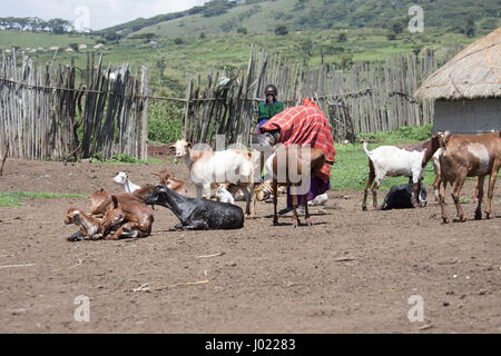 Zone de conservation de Ngorongoro, en Tanzanie - mars 8, 2017 : masaï chèvre à traire dans village de la Ngorongoro Conservation Area, Tanzania, Africa. Banque D'Images