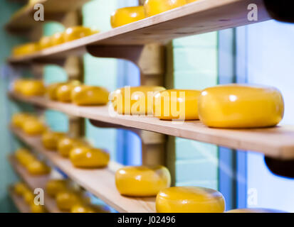 De nombreux fromages. Fromages hollandais sur des étagères Banque D'Images