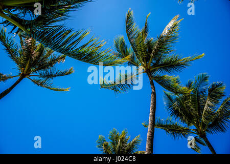 Palmiers ondulant dans la brise de l'océan sur une plage tropicale ensoleillé chaud reflétant le soleil dans un ciel bleu à Ko Olina, Oahu, Hawaii Banque D'Images