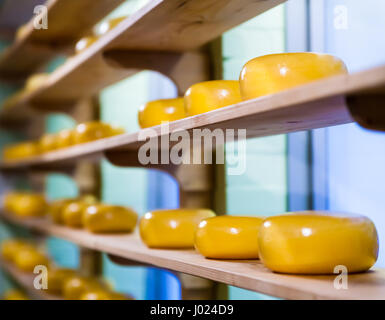 De nombreux fromages. Fromages hollandais sur des étagères Banque D'Images