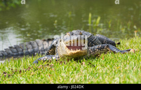 Louisiane, Avery Island, Jungle Gardens, Alligator Alligator mississippiensis () Banque D'Images