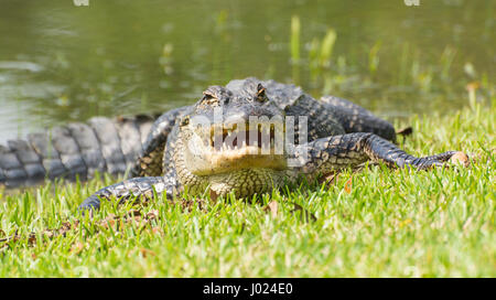 Louisiane, Avery Island, Jungle Gardens, Alligator Alligator mississippiensis () Banque D'Images