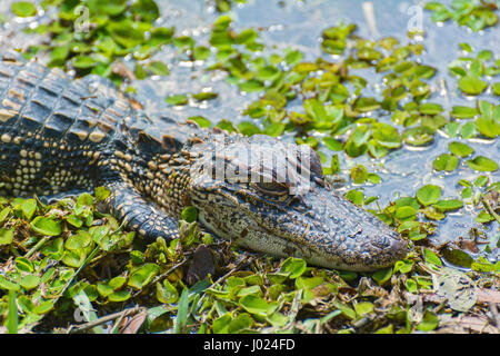 Louisiane, Avery Island, Jungle Gardens, juvénile (Alligator mississippiensis) Alligator Banque D'Images