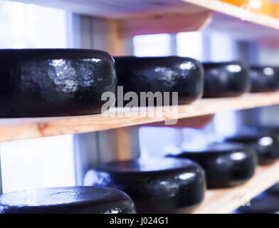 De nombreux fromages. Fromages hollandais sur des étagères Banque D'Images