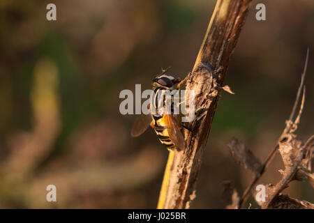 Belle de près de l'abeille sur la branche marron. Photo a été prise lors du coucher du soleil dans le jardin botanique. Aperçu de la vie des abeilles. Banque D'Images