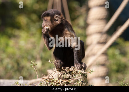 Petit Singe capucin et manger assis sur le bord d'un arbre. Close up shot animal mignon. Photo avec lumière ensoleillée naturelle. Animal cherche dans la gauche. Banque D'Images