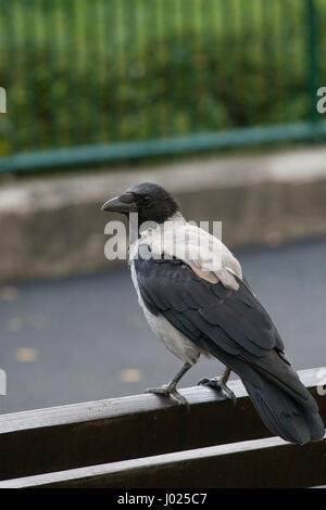 Crow sur le banc. Animal dans son environnement naturel, à la recherche de nourriture. Milieu urbain mélangé avec des comportements naturels. La vie animale et sa ville. Banque D'Images