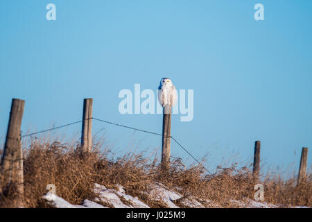 Harfang des neiges dans les prairies en hiver Banque D'Images