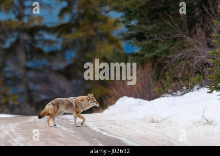 Coyote sauvage traversant une route en hiver Parc national Banff Alberta Canada Banque D'Images
