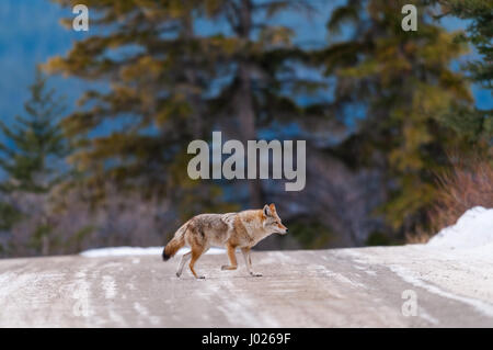 Coyote sauvage traversant une route en hiver Parc national Banff Alberta Canada Banque D'Images