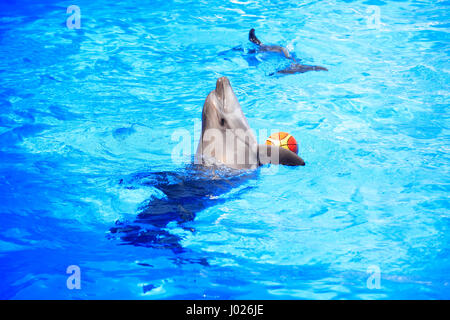 Dolphin formés Nice Playing with ball dans l'eau bleue Banque D'Images