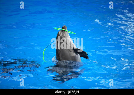 Jouant avec des dauphins formés Nice hoop dans la Blue Water Banque D'Images