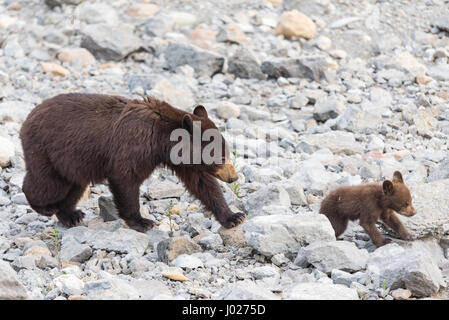 L'ours noir de couleur rouge, la mère et le bébé cub jouant dans le lac sur une chaude journée d'été, le Parc National de Jasper Alberta Canada Banque D'Images