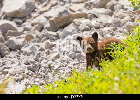 Bébé ourson noir couleur rouille jouant entre rock sur une rive du lac, le Parc National de Jasper Alberta Canada Banque D'Images