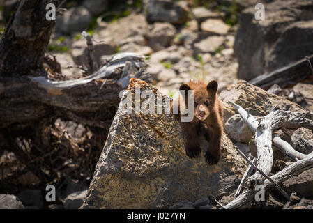 Bébé ourson noir couleur rouille jouant entre rock sur une rive du lac, le Parc National de Jasper Alberta Canada Banque D'Images