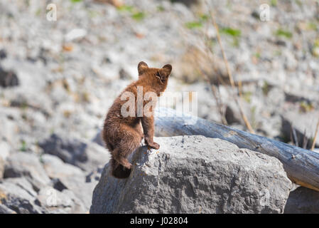 Bébé ourson noir couleur rouille jouant entre rock sur une rive du lac, le Parc National de Jasper Alberta Canada Banque D'Images