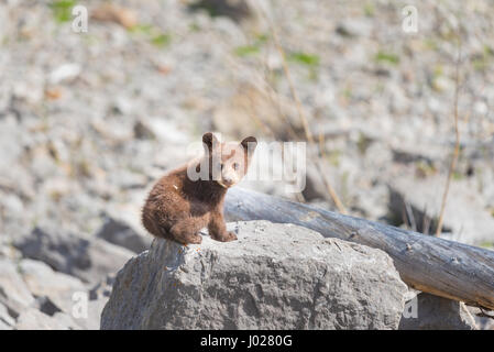 Bébé ourson noir couleur rouille jouant entre rock sur une rive du lac, le Parc National de Jasper Alberta Canada Banque D'Images