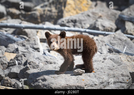 Bébé ourson noir couleur rouille jouant entre rock sur une rive du lac, le Parc National de Jasper Alberta Canada Banque D'Images