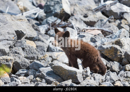 Bébé ourson noir couleur rouille jouant entre rock sur une rive du lac, le Parc National de Jasper Alberta Canada Banque D'Images