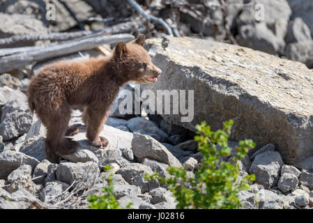 Bébé ourson noir couleur rouille jouant entre rock sur une rive du lac, le Parc National de Jasper Alberta Canada Banque D'Images