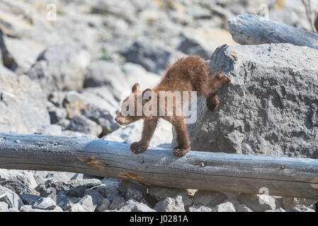 Bébé ourson noir couleur rouille jouant entre rock sur une rive du lac, le Parc National de Jasper Alberta Canada Banque D'Images