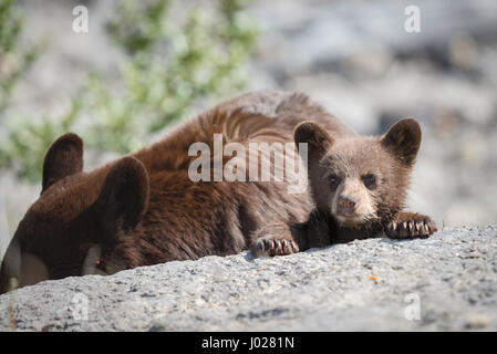 L'ours noir de couleur rouge, la mère et le bébé cub jouant dans le lac sur une chaude journée d'été, le Parc National de Jasper Alberta Canada Banque D'Images