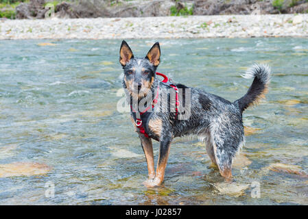 À TALON bleu chien jouant dans la rivière Banque D'Images