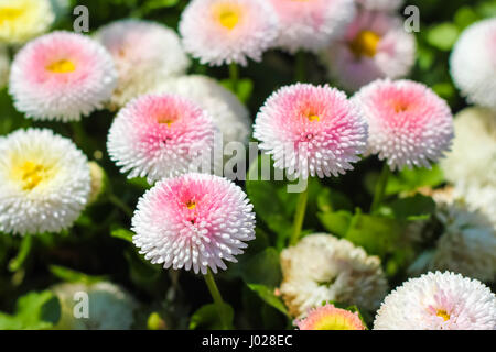 Gros plan du jardin de Marguerite . Bellis perennis . Rob Roy . fleurs . Banque D'Images