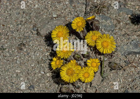 Foalfoot, mère et belle-mère ou Tussilago farfara est les premières fleurs du printemps, Vitosha, la Bulgarie c'est le début d'un nouveau cycle Banque D'Images