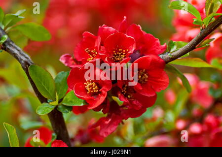 Cognassier du Japon Chaenomeles speciosa - direction générale ou au printemps en fleurs, Sofia, Bulgarie Banque D'Images