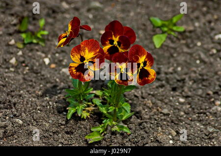 Fleurs de Printemps pensées parfumées dans jardin, Sofia, Bulgarie Banque D'Images