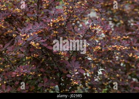 Berberis thunbergii ou l'épine-vinette, rouge, de l'épine-vinette l'épine-vinette de Thunberg - purple feuilles et fleurs jaunes, Sofia, Bulgarie Banque D'Images