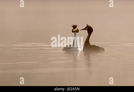 Une paire de grands grèbes huppés (Podiceps cristatus) commencent leur parade nuptiale dans l'aube la brume, Warwickshire Banque D'Images