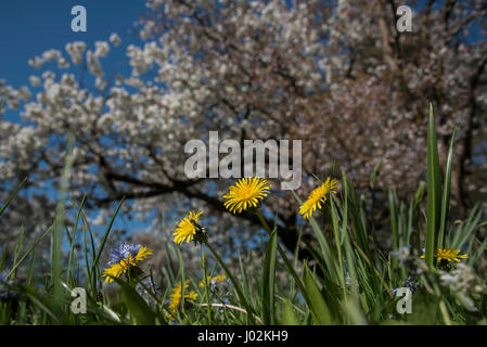 Sussex, UK. Le 9 avril, 2017. Les marguerites abondent dans le jardin de fleurs sauvages - Les visiteurs apprécient le soleil de l'après-midi et le ressort en blosom, à Batemans l accueil de Rudyard Kipling -maintenant entretenu par le National Trust. 09 Apr 2017 Sussex. Crédit : Guy Bell/Alamy Live News Banque D'Images