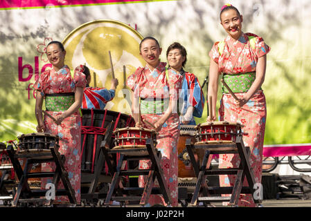 Philadelphie, Pennsylvanie, USA. Apr 9, 2017. Tambours Taiko du Japon, de l'Université Tamagawa effectuant à la 20e anniversaire de la ville de Philadelphie a Sakura dimanche parrainé par Subaru of America et le Japon Amérique Latine Society of Greater Philadelphia L'événement a eu lieu dans le centre historique de l'horticulture dans l'ouest de Fairmount Park Crédit : Ricky Fitchett/ZUMA/Alamy Fil Live News Banque D'Images