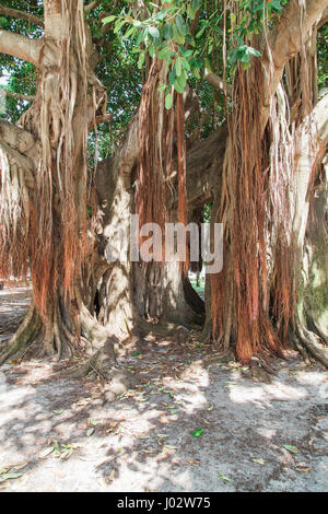 Vinoy Park à Saint Petersburg en Floride Banque D'Images