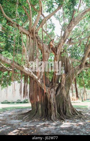 Vinoy Park à Saint Petersburg en Floride Banque D'Images