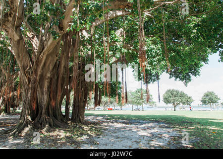 Vinoy Park à Saint Petersburg en Floride Banque D'Images