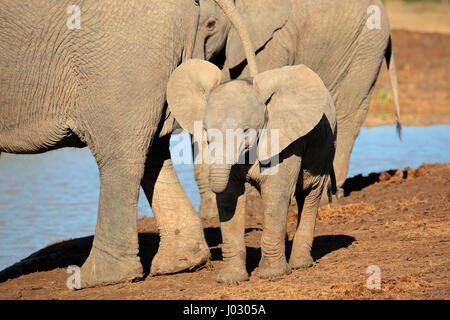 Un mignon bébé African elephant (Loxodonta africana), l'Addo Elephant National Park, Afrique du Sud