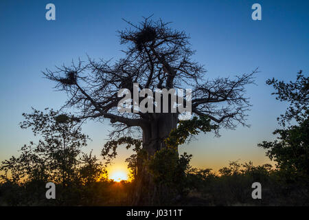 Baobab dans Kruger National Park, Afrique du Sud ; Espèce Adansonia digitata famille des Malvaceae Banque D'Images