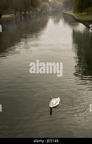 Seul jeune Cygne muet mute avec encore quelques plumes brunes piscine sereinement sur une rivière calme Great Ouse à Bedford, Angleterre dans un matin brumeux dans Scpir Banque D'Images