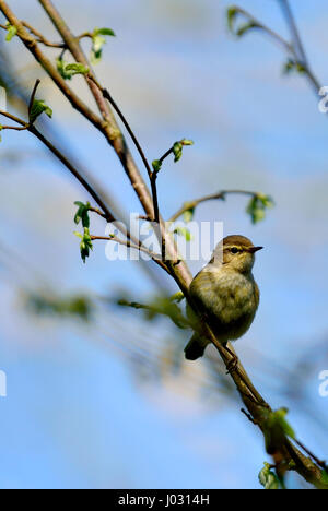 Willow Warbler (Phylloscopus trochilus) Kent, UK, avril 2017 Banque D'Images